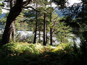  Pine Forest Loch View in the Scottish Highlands                                                                                                                    