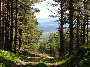 Scottish Highlands Pine Trail                                                                                                                      