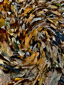 Abstract Impressionistic Leaves 