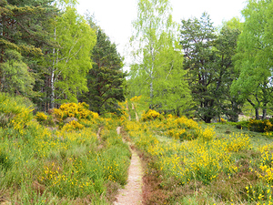  Broom Birch and Pine                                                                                                                    