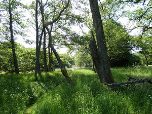 Summer Meadow in the Scottish Highlands