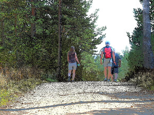  Walking the Forest Trails in the Scottish Highlands                                                                                                                    