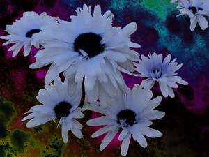 Abstract Daises on a Multicoloured Background