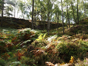 Scottish Highlands Sunlit Ferns in a Birch Forest                                                                                                                     