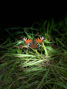 Scenes from the Trail- Butterfly