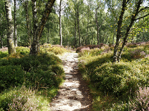  Scottish Highlands Sunlit Forest Path                                                                                                                    