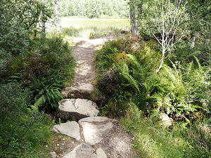 Scottish Highlands Path through the Birch Forest                                                                                                                     