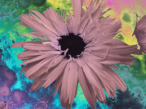 Abstract Pink Daisy