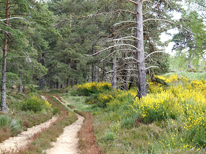 The Pines with the Broom                                                                                                                     