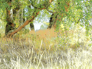  Summer Sunlight in the Scottish Highlands                                                                                                                    