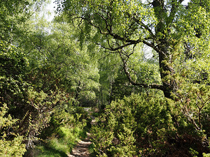 Springs Forest Walk in the Scottish Highlands                                                                                                                     