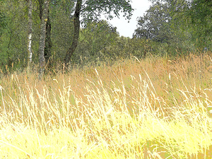 Summers Meadow in the Scottish Highlands                                                                                                                     