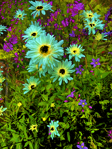 Abstract Vibrant Garden Daises