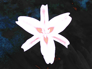 Abstract Stunning  White and Pink Lily Flower