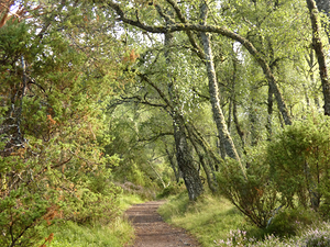 Scottish Highlands Birch Tree Walk 