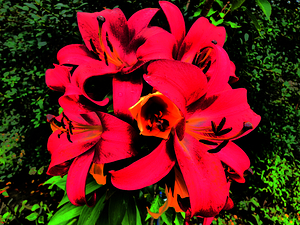 Abstract Surreal Lilies 