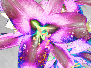 Abstract Colour Popping Lilies 