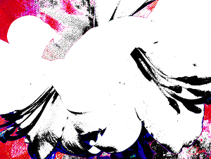 Abstract Black and White Lilies