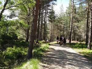 A Forest Walk Through The Scottish Highlands                                                                                                                     
