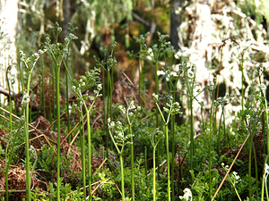 Young Ferns in the Scottish Highlands                                                                                                                     