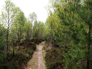  Springs Birch Forest Trail                                                                                                                    