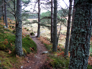  Winter Pine Forest Trail                                                                                                                    