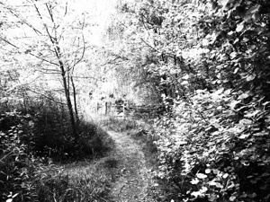   Monochrome Forest Path through the Scottish Highlands                                                                                                                    