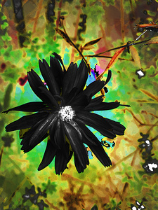 Abstract Darkly Psychedelic Daisy
