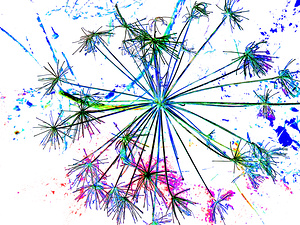 Abstract Colourful Angelica in the Morning