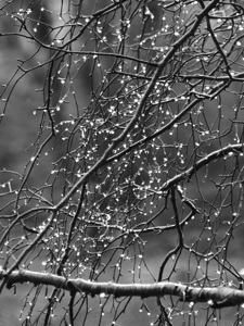 Monochrome Tear Drops