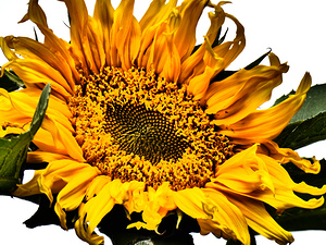Creative Sunflower