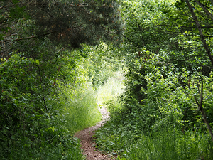 Scottish Highlands Spring Trail                                                                                                                     