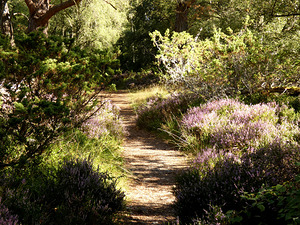 Forest Path in the Scottish Highlands