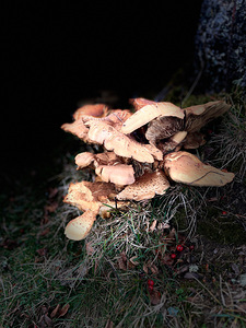 Scenes from the Trails- Forest Mushrooms Close Up