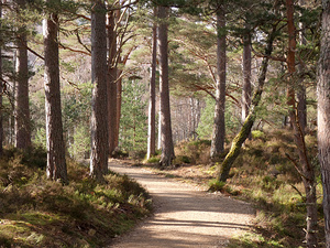  Woodland Path Through the Scottish Highlands