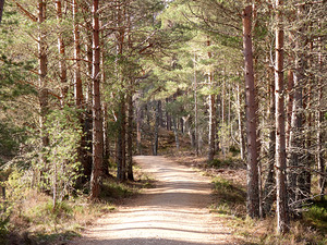  Tranquil Forest Path Through the Scottish Highlands