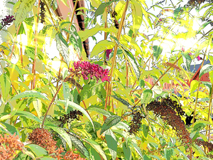  Buddleia Blooms                                                                                                                    