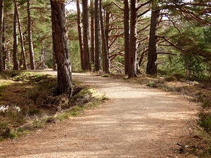 Scenes from the Trail-Summer Path