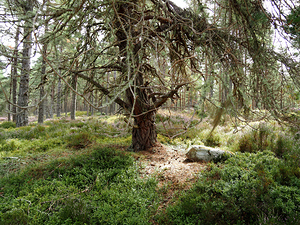 Scottish Highlands Serene Forest with Mossy Tree                                                                                                                     