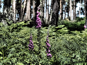 Woodland Foxgloves and Ferns                                                                                                                     