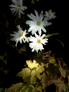 Daises in the Spotlight