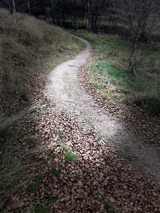 Scenes from the Trail- Winding Path