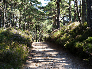  Scottish Highlands Summer Sunlit Forest Path                                                                                                                      