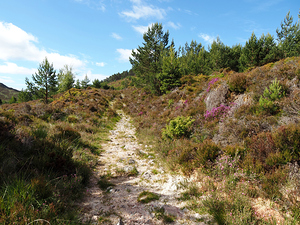Natures Trail through the Scottish Highlands                                                                                                                     