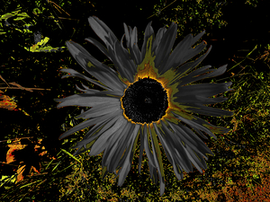 Abstract Dark Daisy Yellow Centre