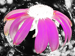  Abstract Pink Cone Flower