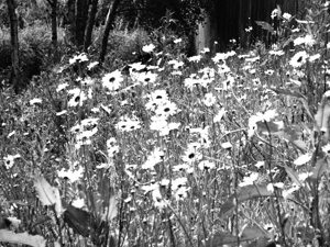  Scottish Highlands Monochrome Daises                                                                                                                    