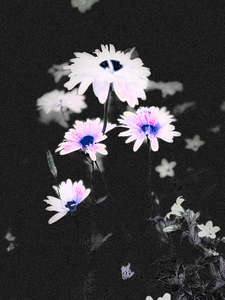 Abstract Daisy Flowers