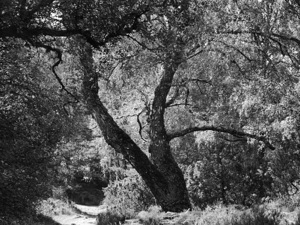 Birch Tree Guardian of the Scottish Highlands
