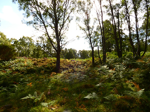 Go Wild in the Scottish Highlands